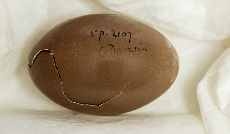 Egg collected by Charles Darwin